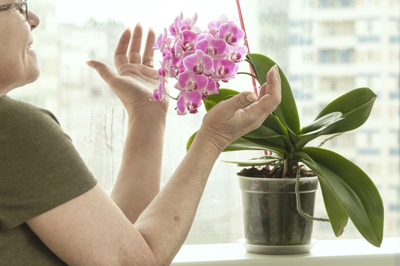 Jak hodować w domu anginkę pelargonię pachnącą – roślinę o właściwościach dekoracyjnych i zdrowotnych